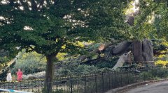 英国公园大树坍塌 压倒数名孩童一人身亡